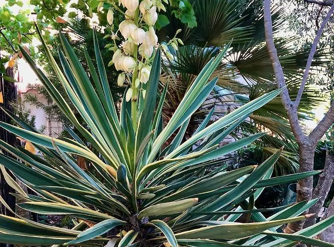 Maximilian * Grebastica